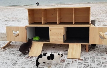 В Одессе построили "котопункт" для бездомных котов (фото)