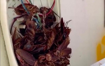 Австралиец нашел телефон с десятками тараканов (видео)