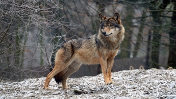 В Запорожской области волк напал на 3 людей: они госпитализированы