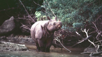 Редким носорогам грозит вымирание из-за цунами в Индонезии