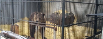 В Запорожской области приютили животных из жуткого донецкого зверинца
