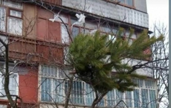 В Запорожье жильцы многоэтажки выбросили ёлку прямо с балкона, она застряла на дереве (фотофакт)