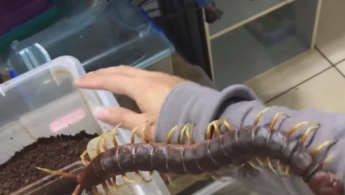 Студент завел гигантскую сколопендру вместо домашнего животного (видео)