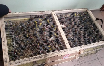 В Борисполе изъяли 1600 птиц в тесных клетках, треть погибла (видео)
