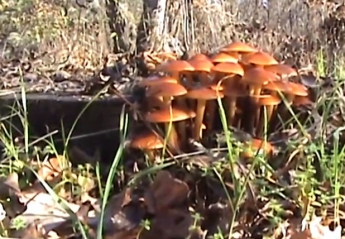 Море грибов, айвы, белки и съеденный заяц – чем удивил путешественника лес под Мелитополем (видео)