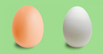 Коричневые и белые: вот чем в корне отличаются яйца