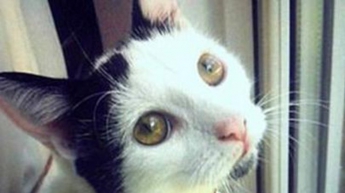 Кот вернулся к хозяйке спустя три года после смерти