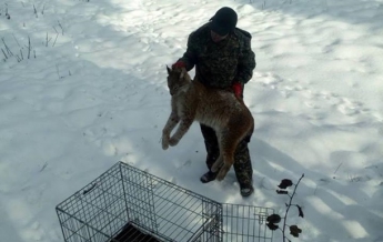 В Житомире обнаружили раненую рысь (фото)
