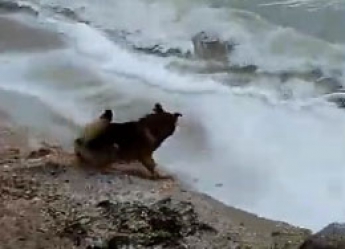 Собака, впервые увидевшая море в Кирилловке, поразила своей реакцией (видео)