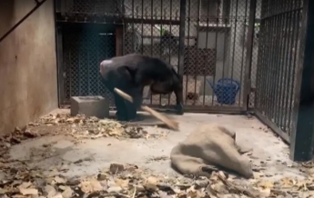 Шимпанзе научились убирать в вольерах зоопарка