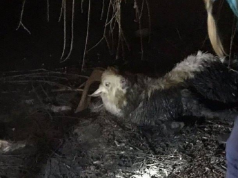 В Запорожье стая собак загнала домашнего козла в реку: на спасение животного прибыли 5 бойцов (фото)