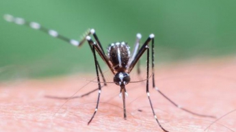 Во Львове зафиксировали новый случай малярии