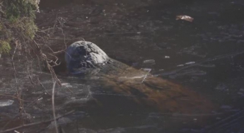 В США аллигаторы вмерзли в лед (видео)