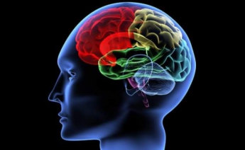 Ученые рассказали, как реагирует на прикосновения мозг