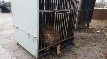 Из зоопарка Покровска в Васильевку вывезли последнего льва
