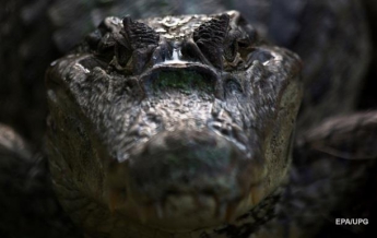 Отец укусил крокодила, чтобы спасти из его пасти сына