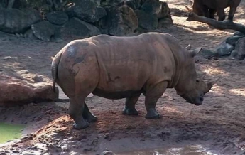 Ребенок чудом выжил в клетке с носорогами (видео)
