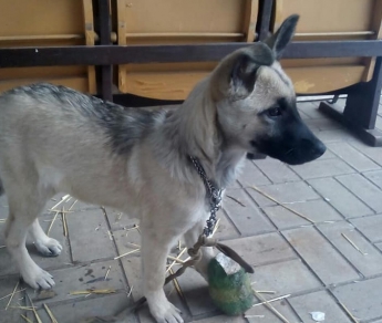 В Запорожье хотят убить щенка, мешающего детям (Видео)