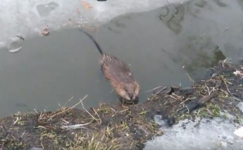В Дубовой Роще сняли на видео нашествие водяных крыс (видео)
