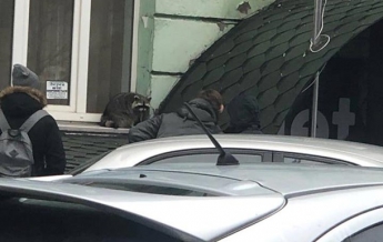 В центре Киева на улице заметили енота