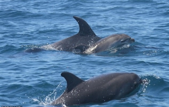 Самка дельфина два дня плавала с мертвым детенышем