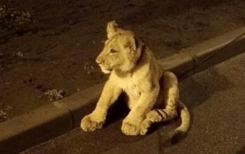 На улице Одессы заметили львенка
