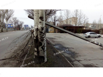 В Мелитополе бетонная опора привалила тополь (фото)