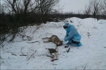 В Запорожской области у волка, напавшего на людей, выявили бешенство