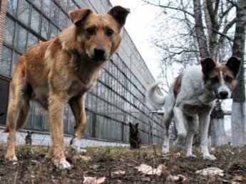 За стерилизацию каждой собаки в Мелитополе харьковская фирма желает получать 2200 гривен
