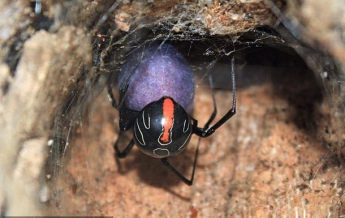 Ученые нашли самого смертельного паука (видео)