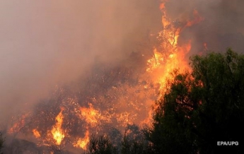 В Новой Зеландии начался масштабный лесной пожар