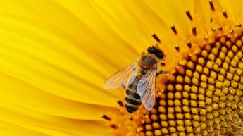 Ученые обучили пчел арифметике