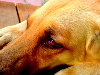 В Запорожской области просят спасти истощенную собаку, которую собираются убивать хозяева (Фото)