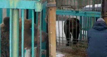 Пятерых замученных медведей заберут из частного зоопарка под Донецком и отправят в Васильевку (видео)