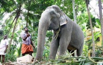 В Индии умерла самая старая слониха в мире (видео)