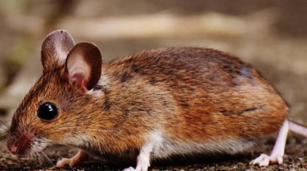 В Китае создали очеловеченную мышь