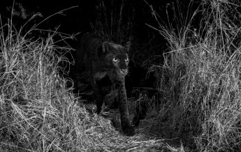 В Кении впервые за столетие сняли черного леопарда (фото)
