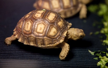 В экопарке под Харьковом родились редкие черепахи (фото)