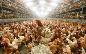 Десятки тысяч цыплят сгорели на птицеферме в Японии (видео)