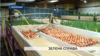 В Запорожье боец АТО открыл цех по выращиванию лука (Видео)