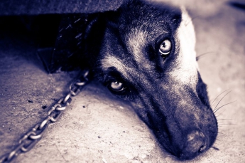 В Запорожской области собака со вросшей в шею цепью умирает от боли