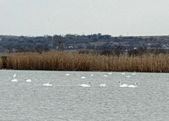 Весна идет. В Запорожскую область прилетели дикие лебеди