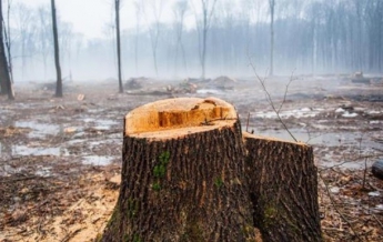 На Закарпатье 17-летнего парня убила срубленная ветка дерева