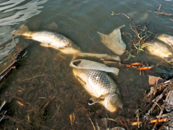 В Бердянском водохранилище всплывает мёртвая рыба (ВИДЕО)