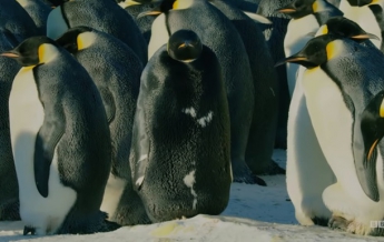 Уникального черного пингвина показали в видео