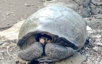На Галапагосах нашли гигантскую черепаху из вымершего вида (фото)
