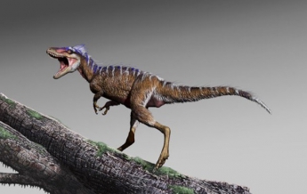 Ученые нашли останки мини-тираннозавра (фото)