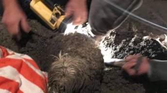 Собака застряла в цементе и чудом выжила