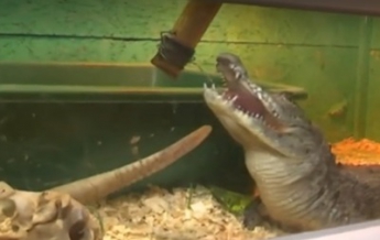 В Виннице работает крокодиловая ферма (видео)