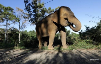 В Таиланде игривый слон 